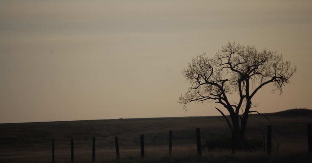 A lonely tree along the highway in Nebraska