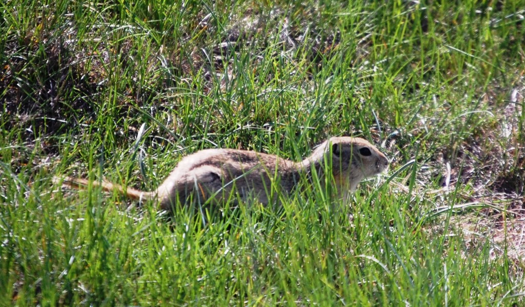 A prairie dog scampers in the grass near Cut Bank, Montana