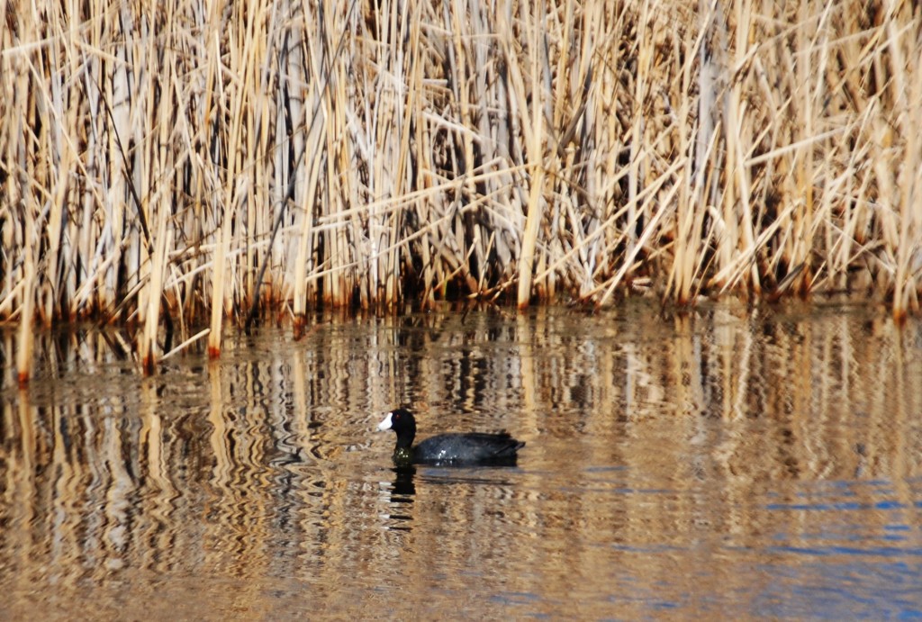 Duck in a pond on ND Highway 1