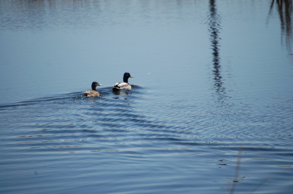 Male and female duck enjoy a swim in a pond along ND Hwy 1