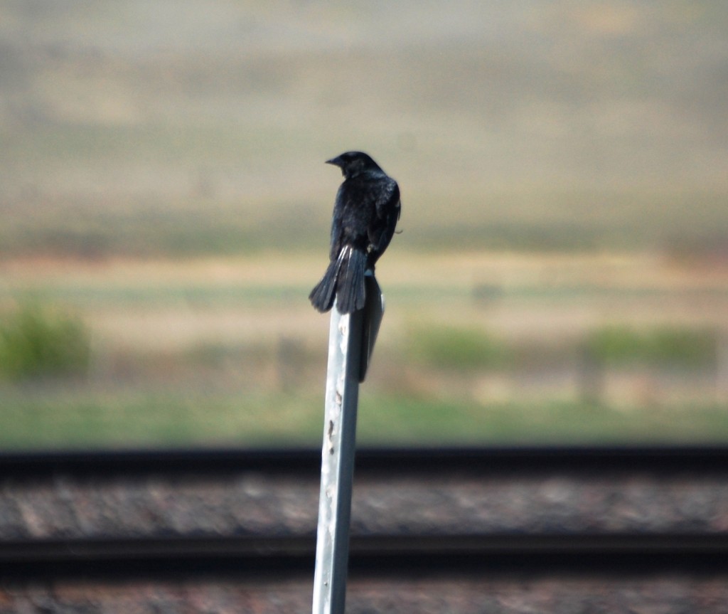 Blackbird perched on a post in Saco, MT