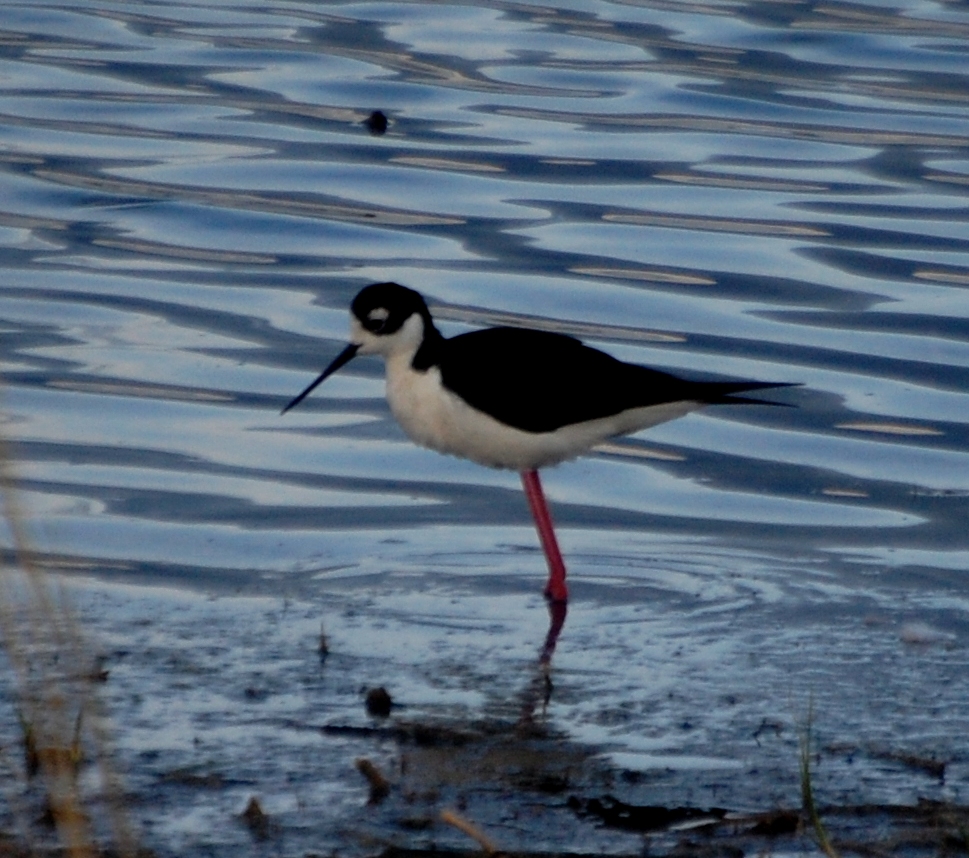 A black-necked stilt looks for its morning breakfast at Freezeout Lake