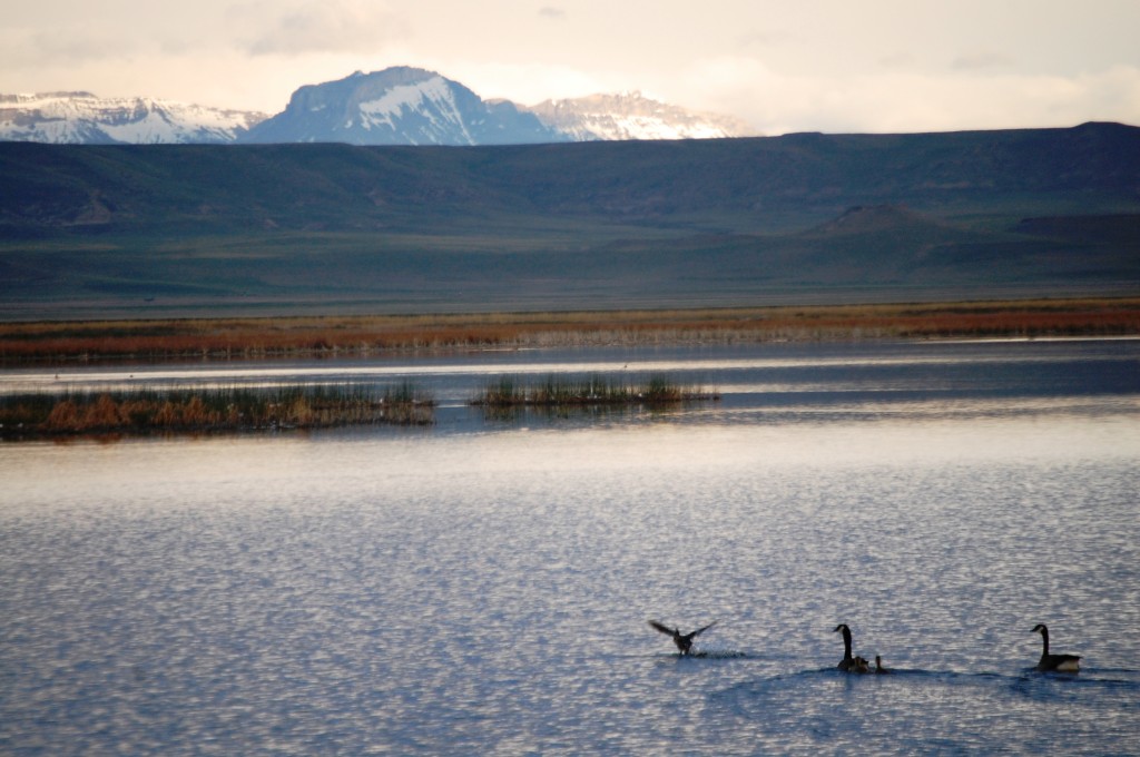 Geese enjoy an early morning swim in Freezeout Lake