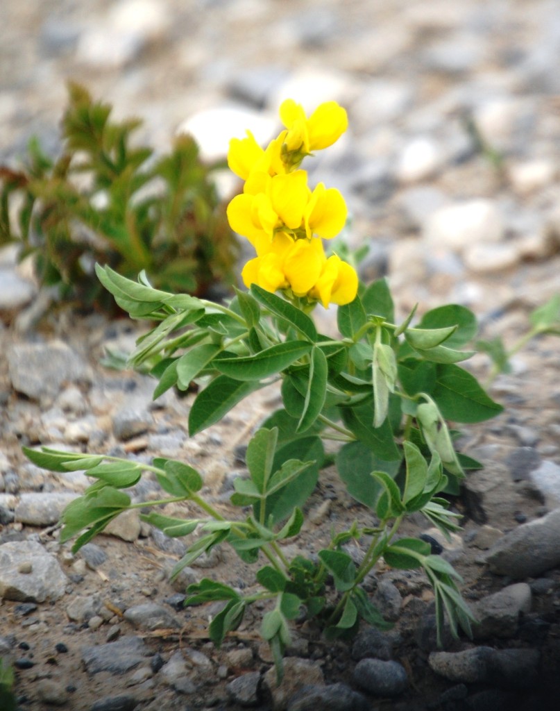 Bright yellow wildflowers