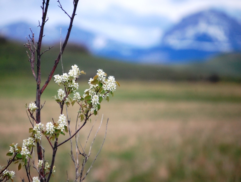 Wildflowers set against the mountains