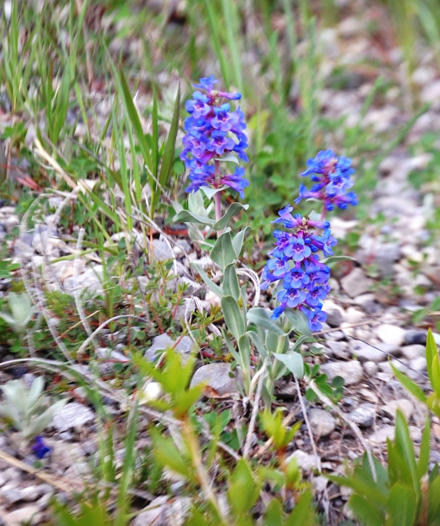 Purple Wildflowers