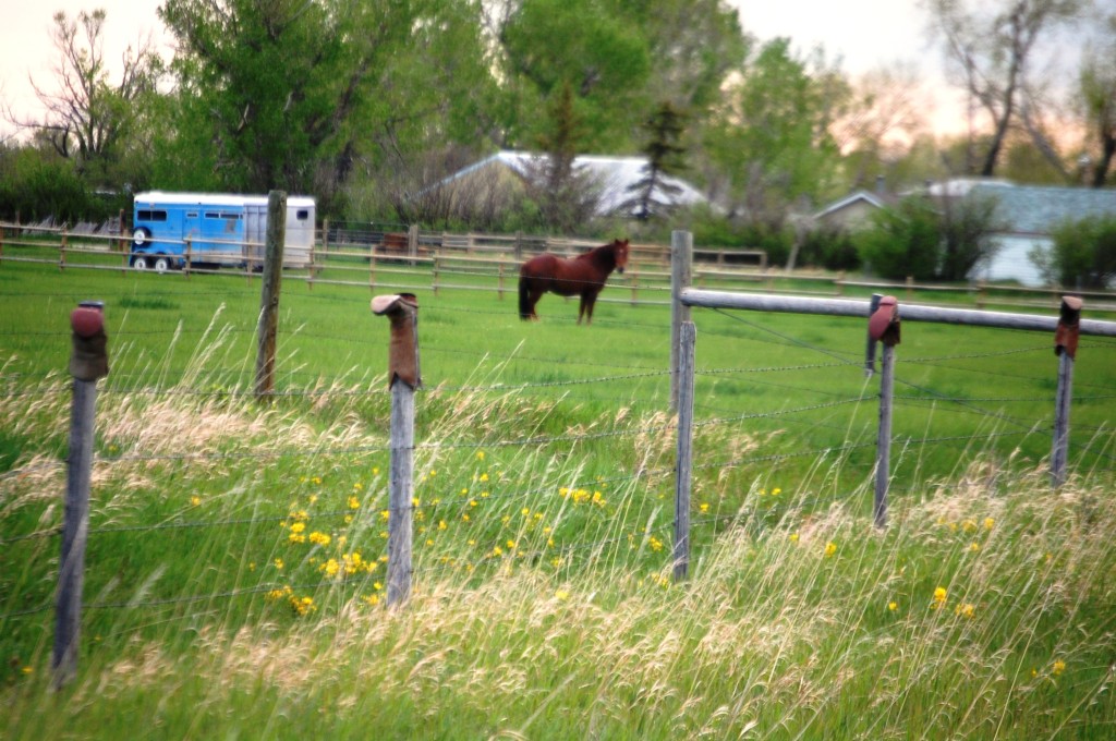 Boot Post Fence near Dupuyer, Montana