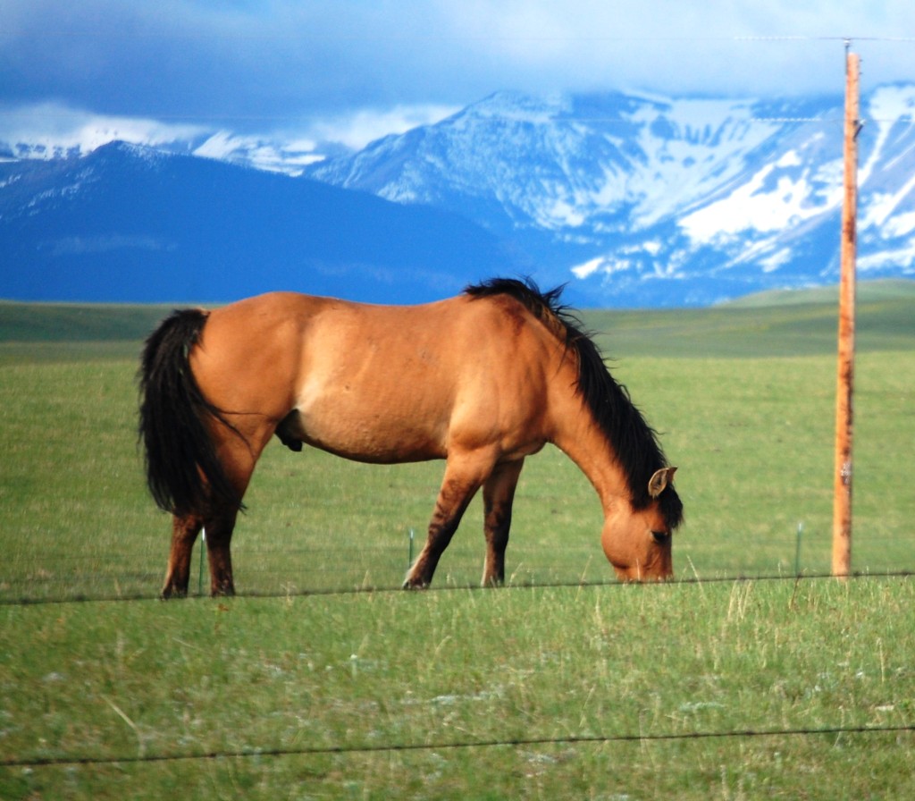 Horses graze on Blackfeet land as seen from US 89 southeast of Browning, MT