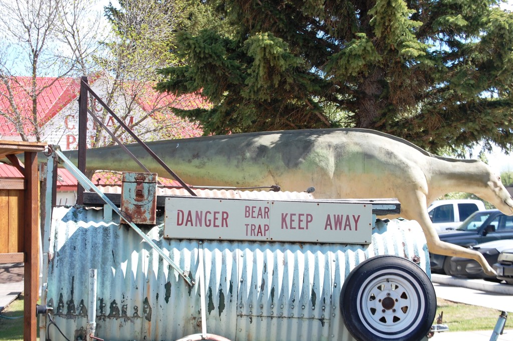Bear Trap on display at the Old Trail Museum