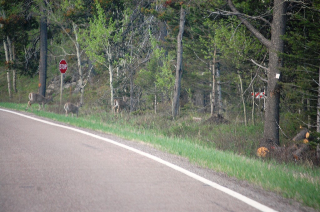 Deer on the roadside in Monarch, Montana