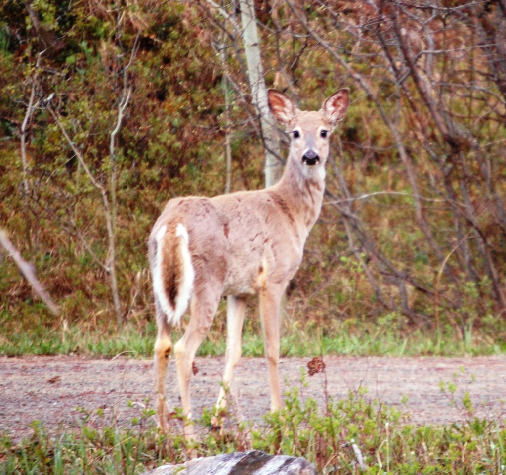 A nervous doe stares me down in Monarch, Montana
