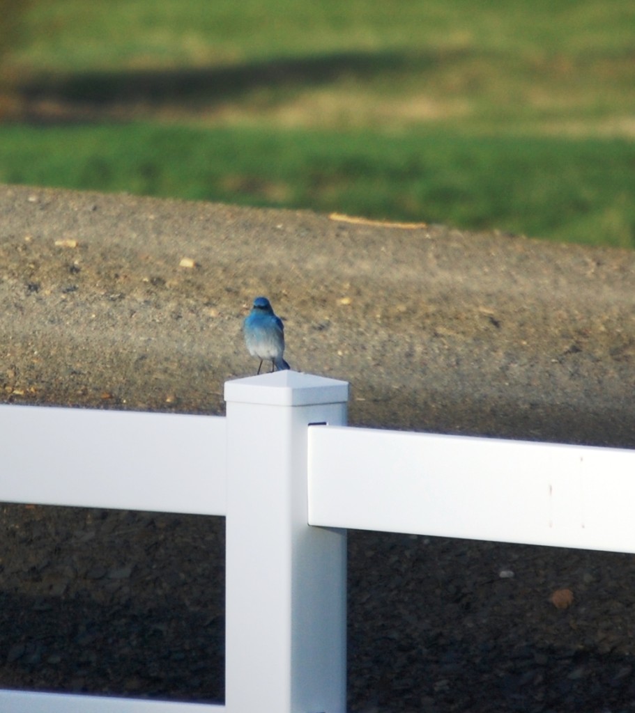 I had to stop and get this shot of the pretty male Mountain Bluebird