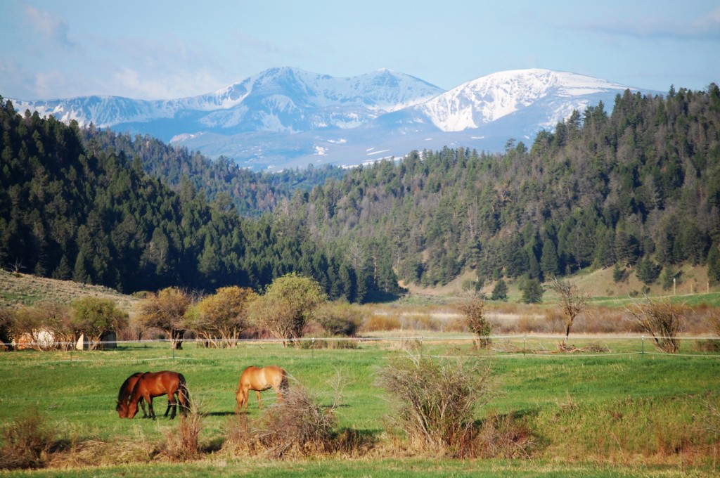 Horses graze in verdant meadows under the snow-capped mountains of the Big Belt Range
