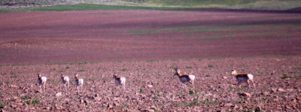 A small family of pronghorn Antelope scamper across a field near Pulis Lane in Wilsall, Montana.