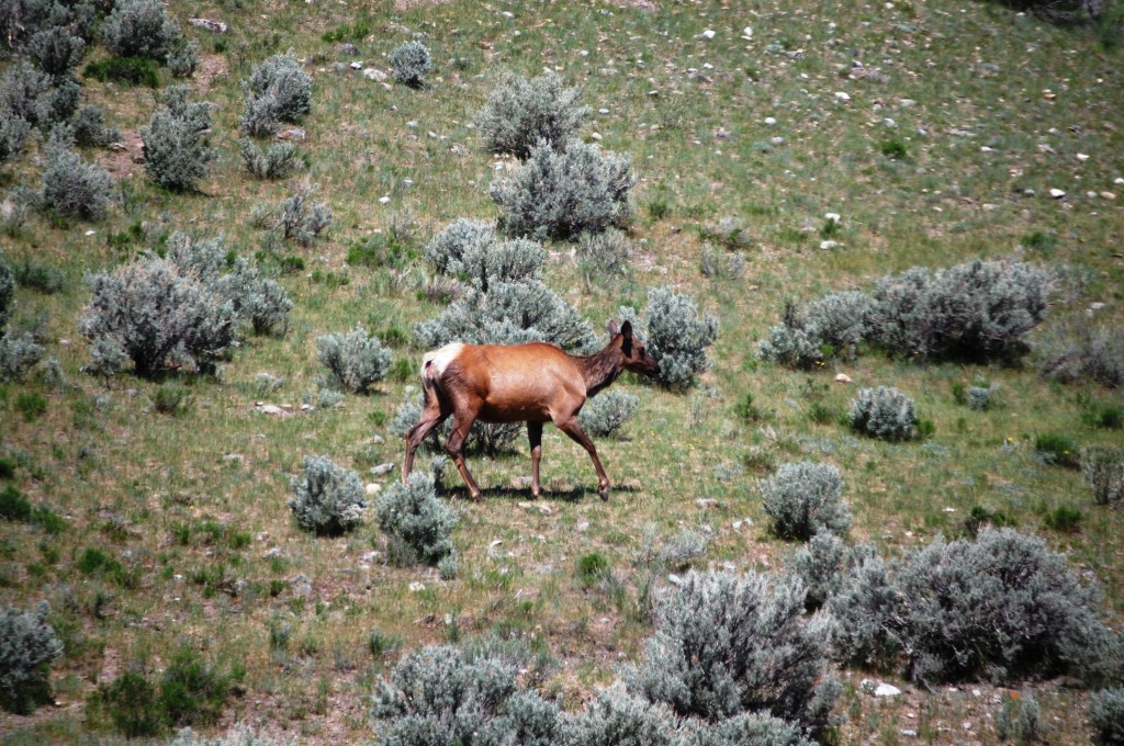 An elk was seen roaming the area around Mammoth Hot Springs