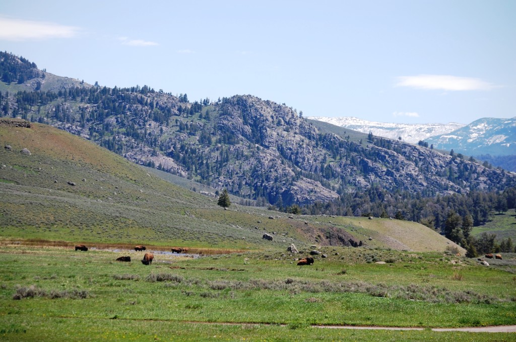 Bison roam freely along the Grand Loop road