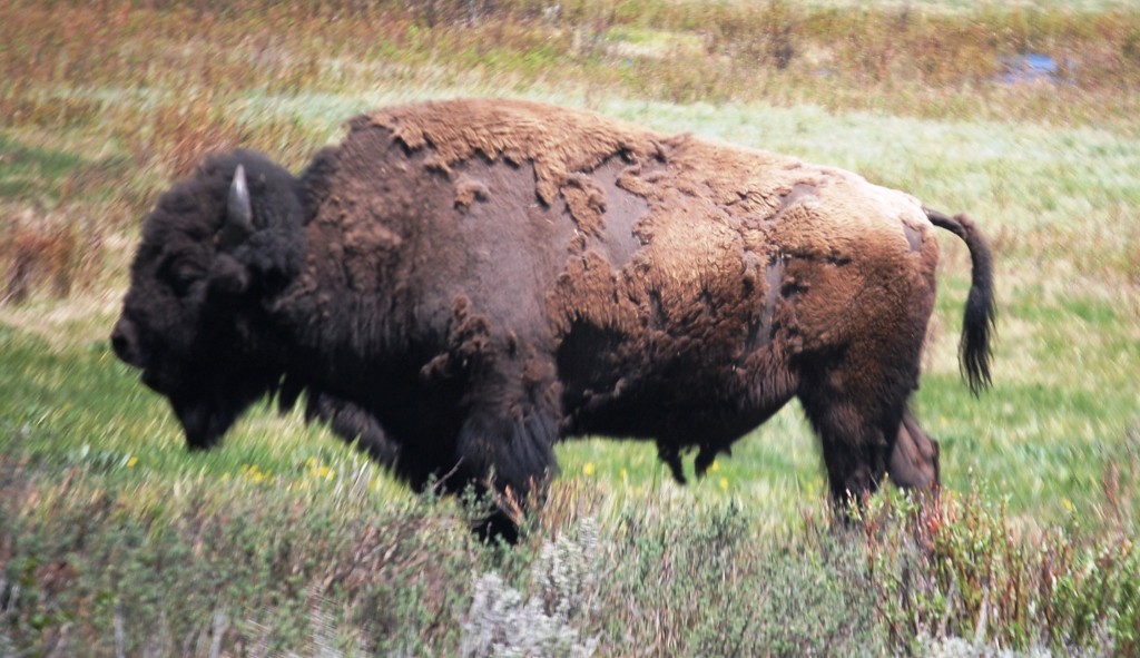 A big bison poses for me