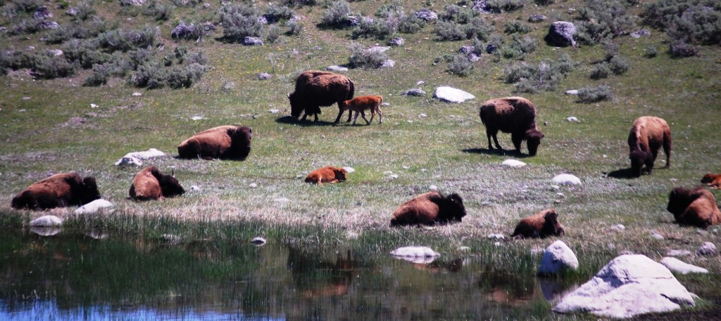 Bison and calves relax by a lake