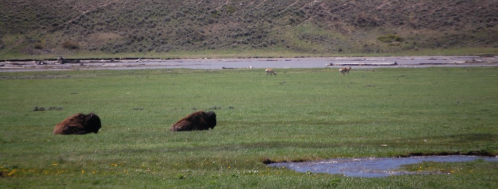 Bison relax along Lava Creek while pronghorned antelope look on from the background