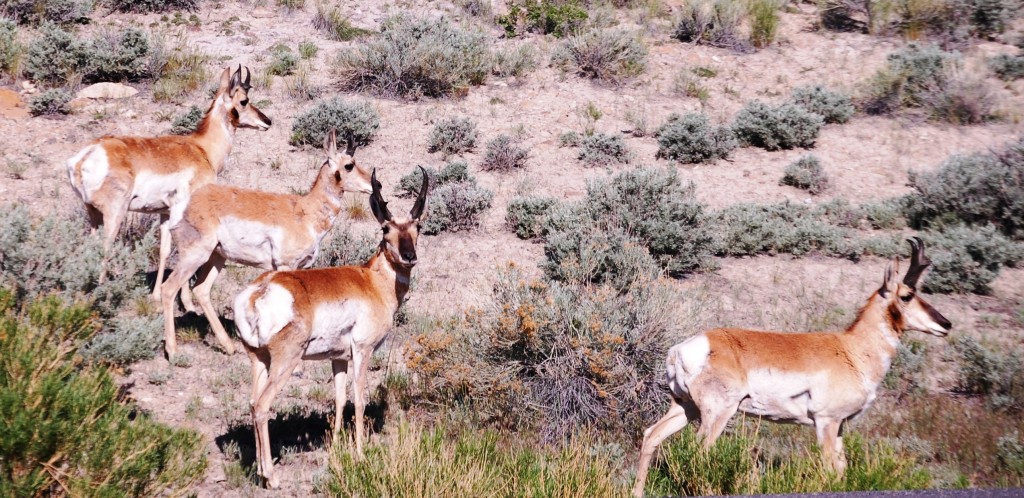 Antelope just stared back at me...didn't run