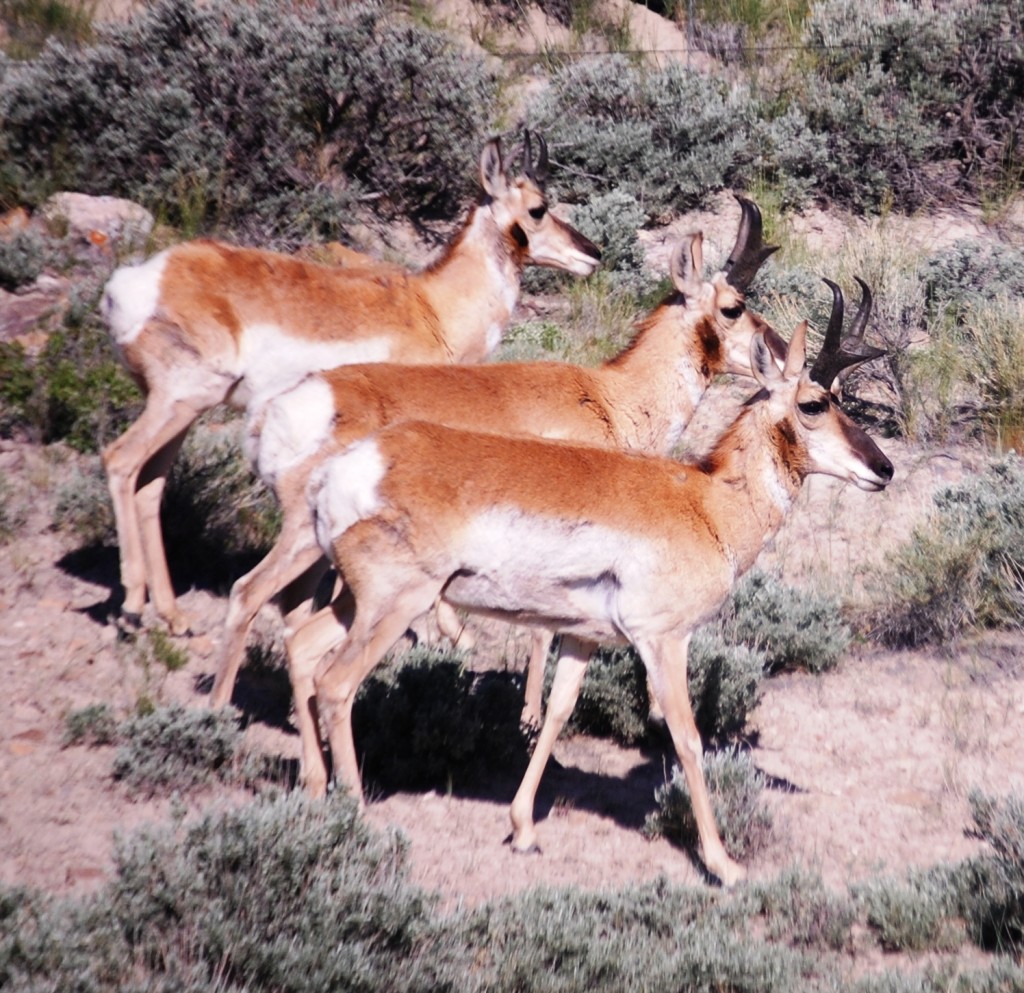 Antelope in open range along the side of Wyoming 120