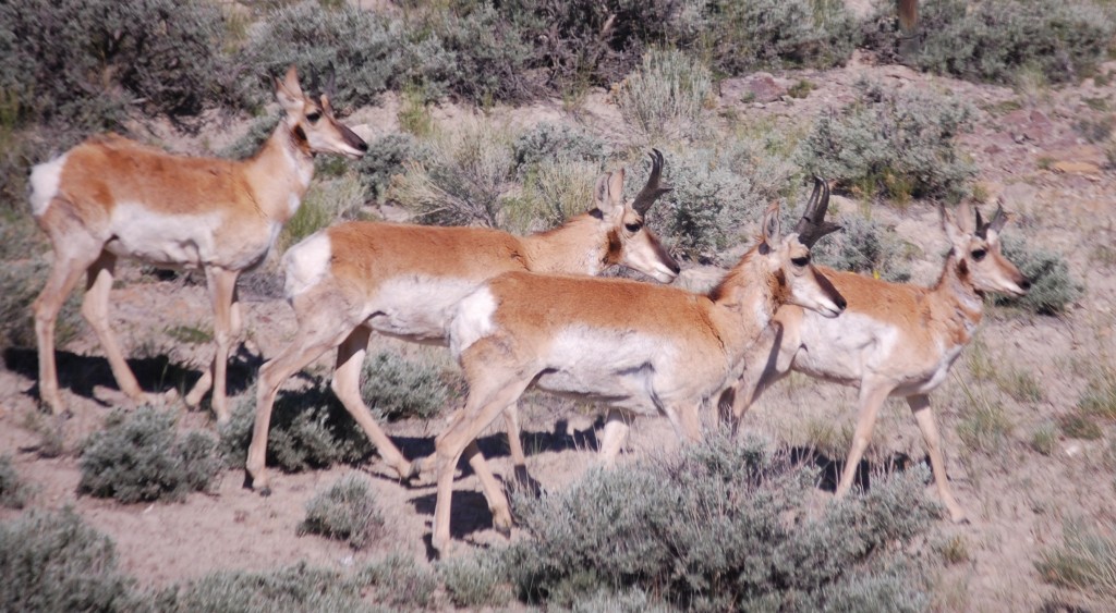 One more nice wildlife shot of antelope on WY 120