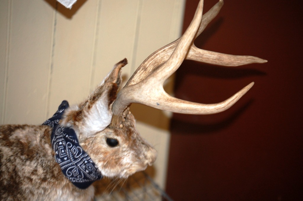 A cuddly Jackalope