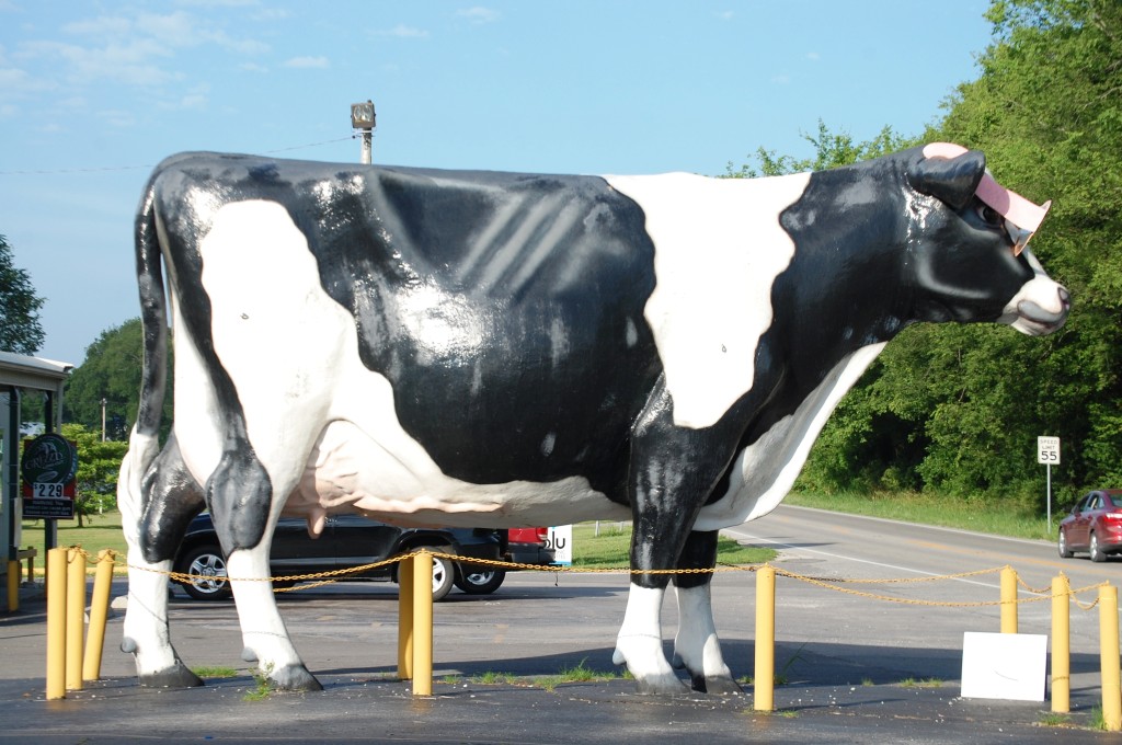 Cow with Glasses in Guthrie, KY