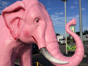 Pink Elephant in Guthrie, KY