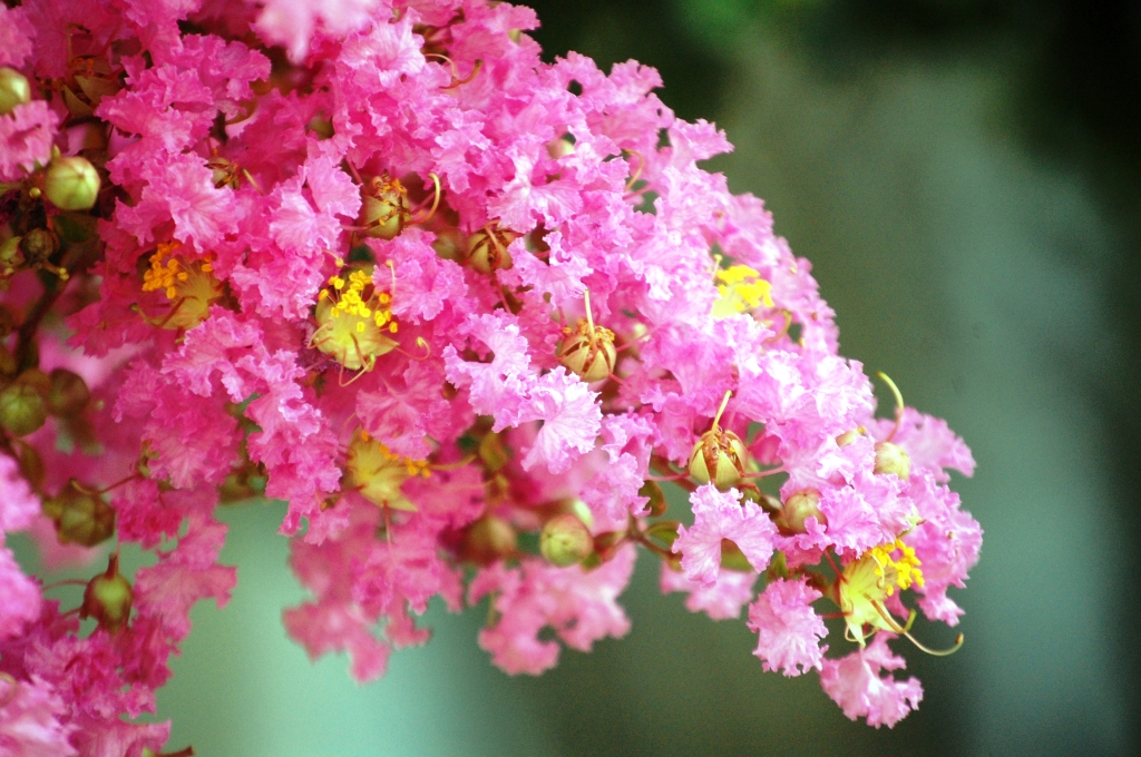 Flowering Tree in Vicksburg