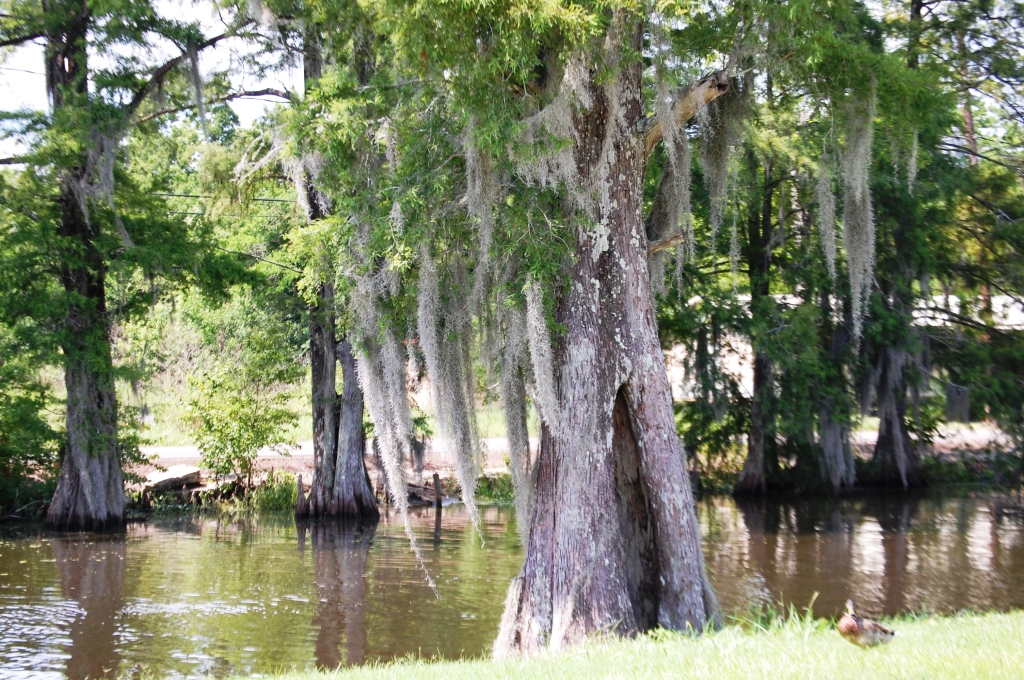 Bayou swamps abound in Pierre Part, LA