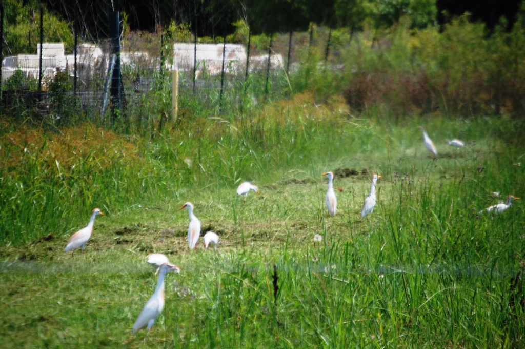 Egrets forage in a field in Pierre Part, LA