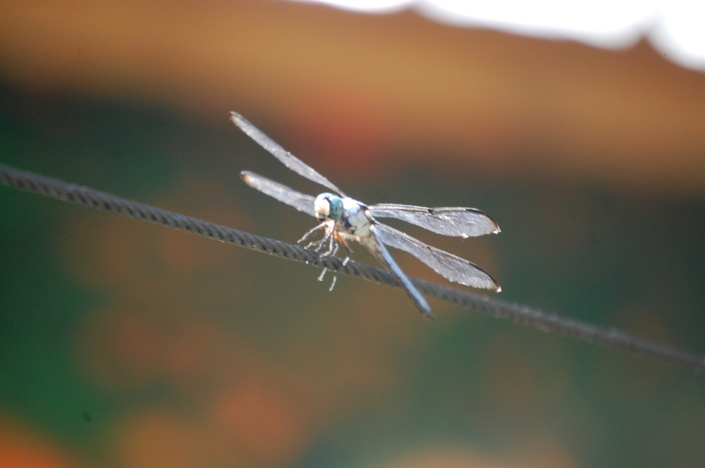 A dragonfly greets me at the entrance to P'maws in Pierre Part, LA