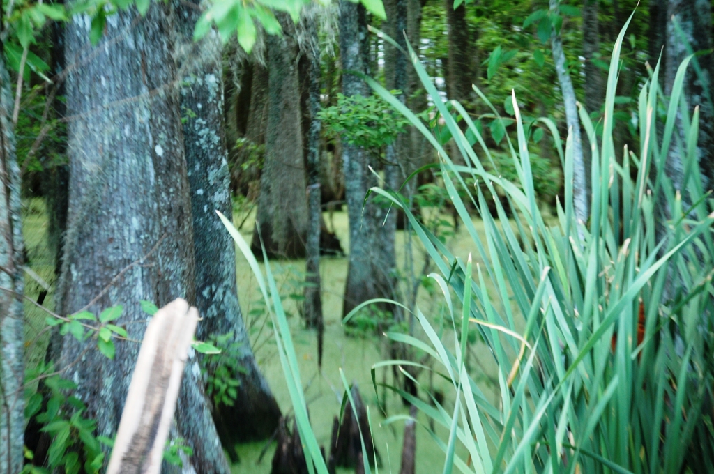 Green slimy swamp at P'MAWS...the Swamp Thing could come out any minute!