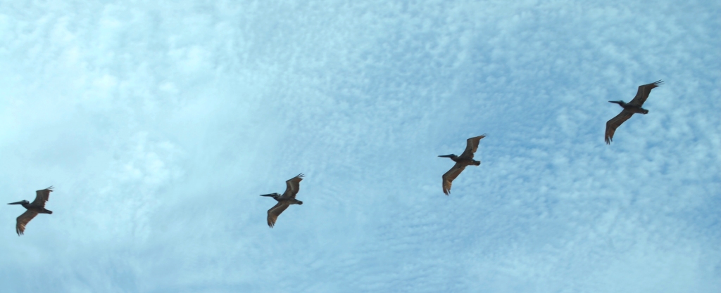 Brown Pelicans in formation overhead.  So graceful in flight