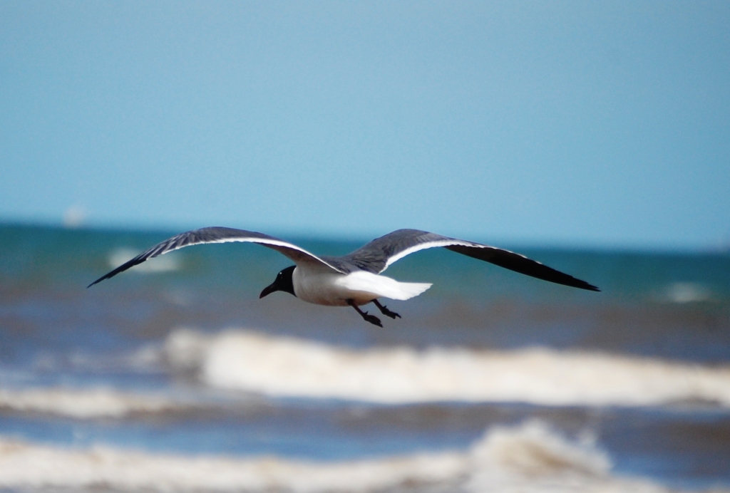 Seagull in flight