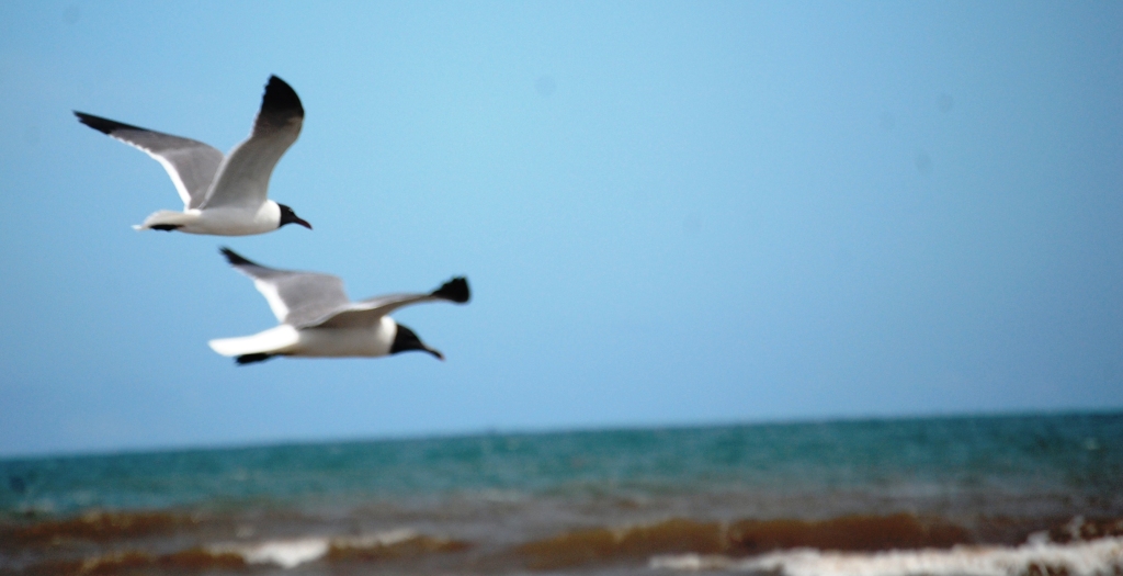  A pair of seagulls glide by