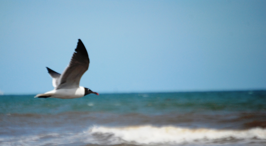 Seagull in flight with the Gulf of Mexico behind it