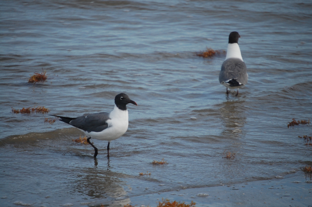 Unique black headed seagulls on the beach in Galveston
