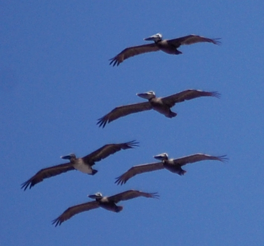 Pelicans in formation reminded me of Jet Planes in formation