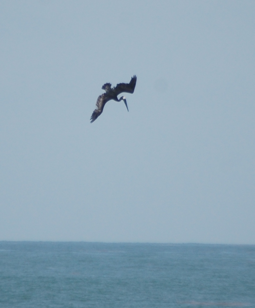 A pelican starts it dive