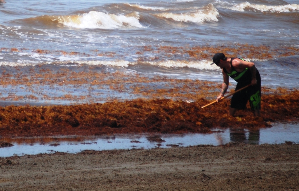 People were hired to clean up all of the messy seaweed on the beaches of Galveston