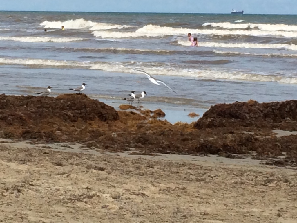 Sargassum (seaweed) buildup along the beach. Supposedly one of the worst in a long time