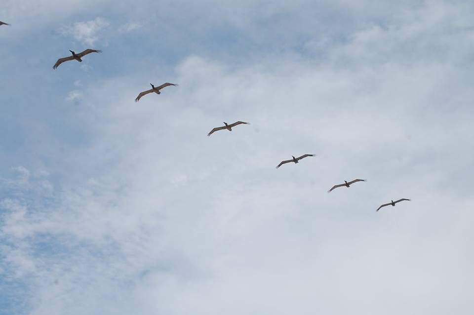 Pelicans fly in formation over the beach in Galveston