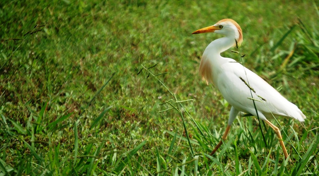 Cattle Egret seen in Angleton, Texas