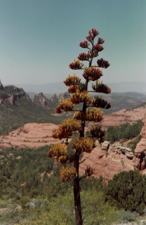 A Century plant in bloom with the scenic Red Rock country of Sedona below.  This was taken at the top of Schnebly Hill Road in 1983