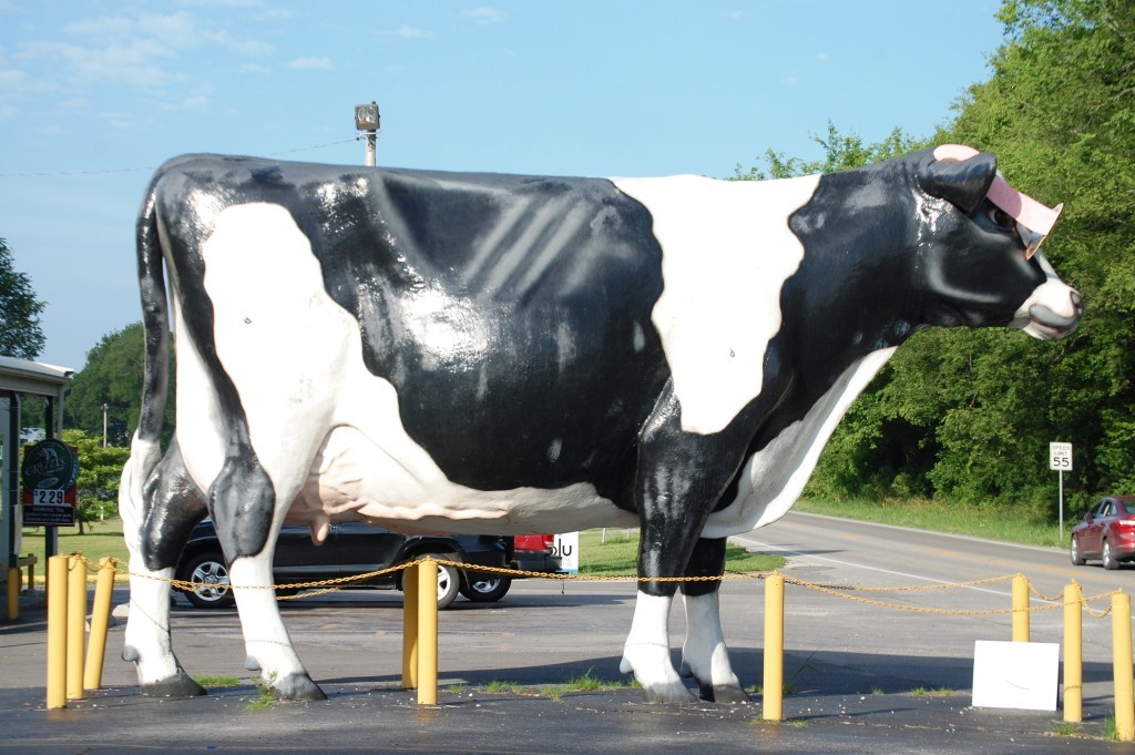 Cow with Pink Sunglasses in Russellville, KY (around the corner from a big pink elephant - see below)