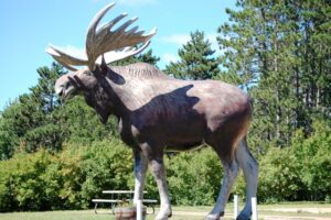 Big Bull Moose in Tomahawk, WI