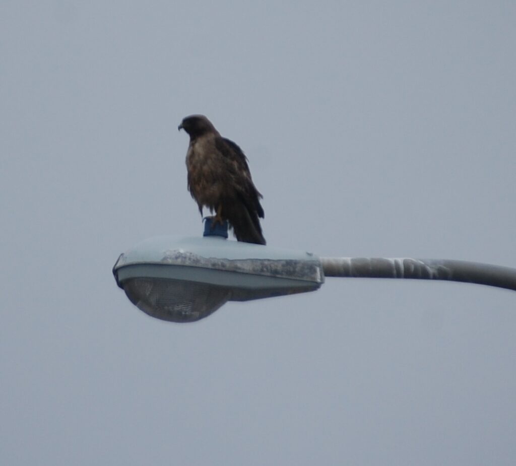 A hawk or falcon watches the scene on the beach