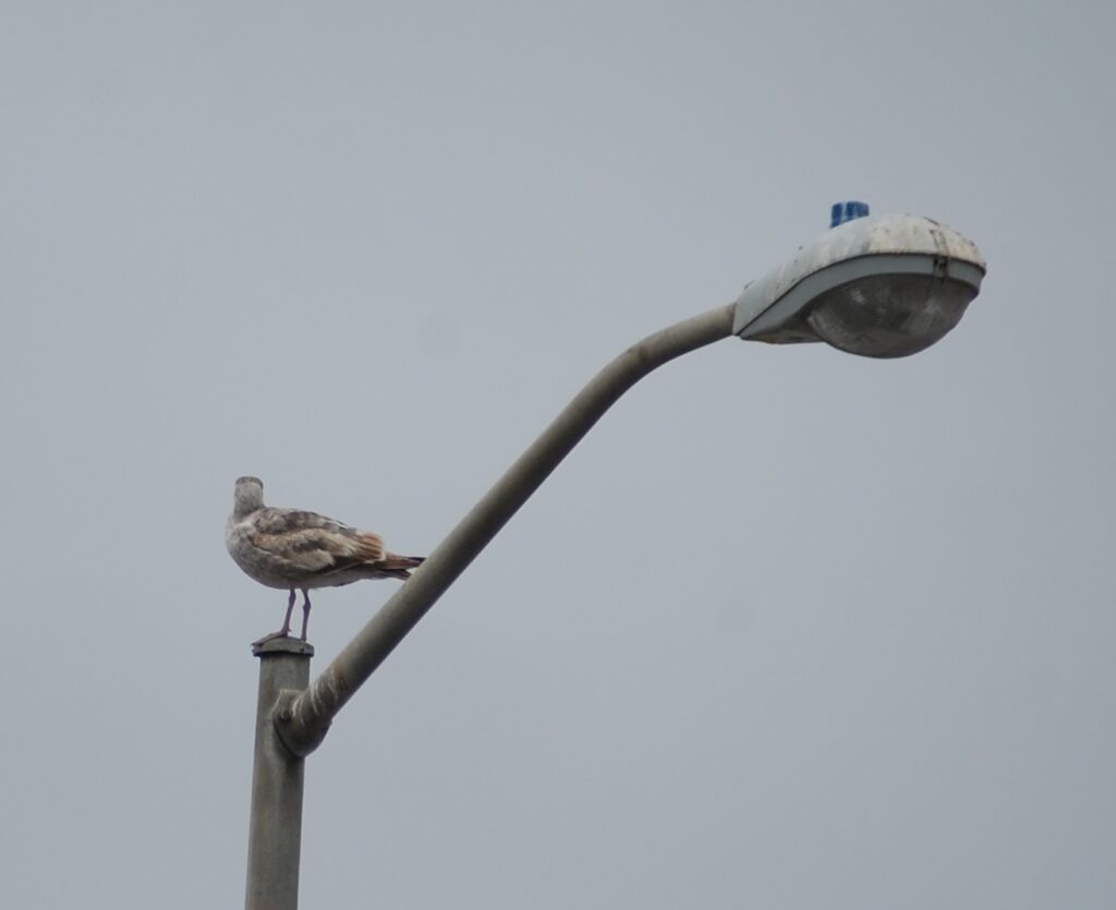A young seagull has his own perch on a light pole